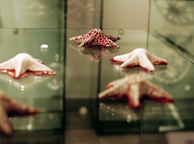 Atklāta izstāde "ZVAIGZNES"